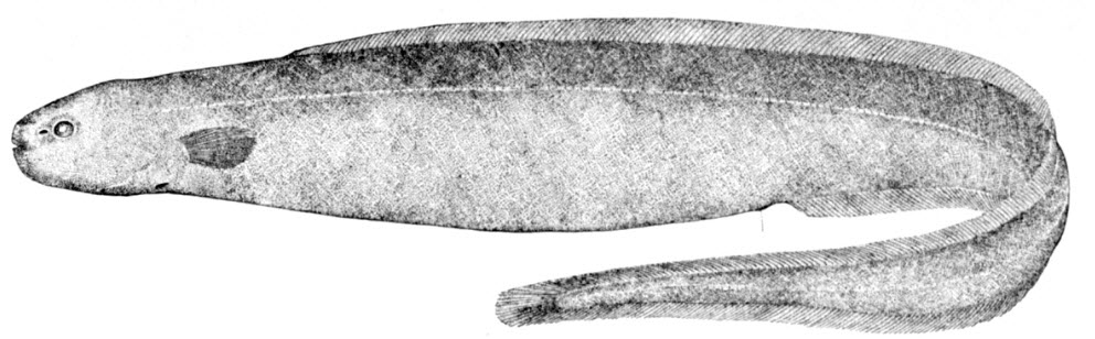 Simenchelys parasiticus_01.jpg